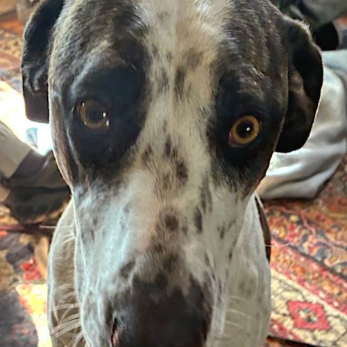 Pepper
