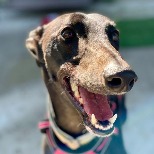 No photo for Poppet The Greyhound