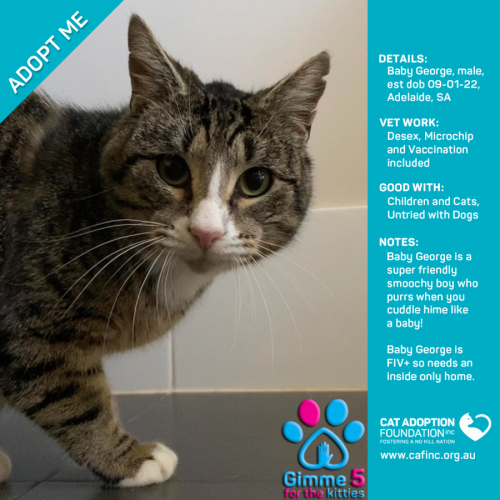 Baby George Only $50 Limited Time!