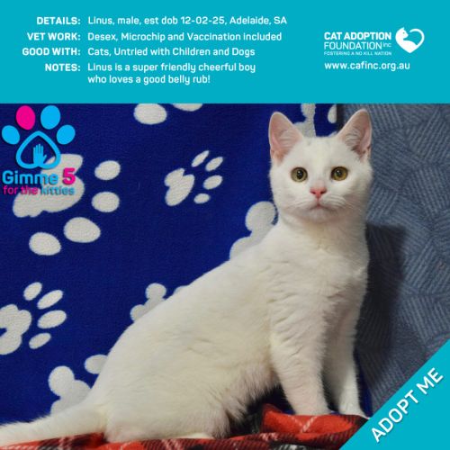 Linus Just $100 Limited Time!