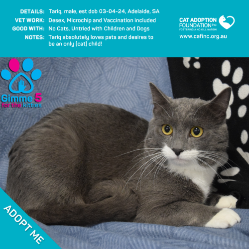 Tariq Only $50 Limited Time!