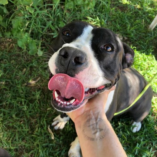 No photo for Pandora