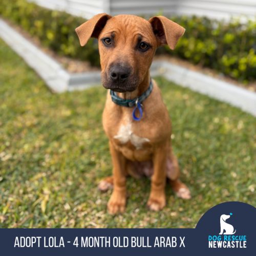 Lola - 4 Month Old Bull Arab X