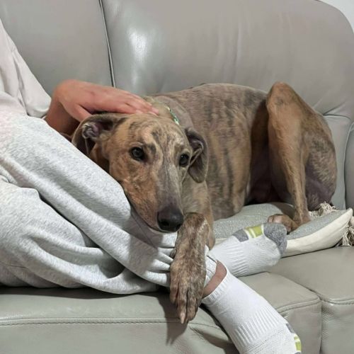 Buster, the greyhound