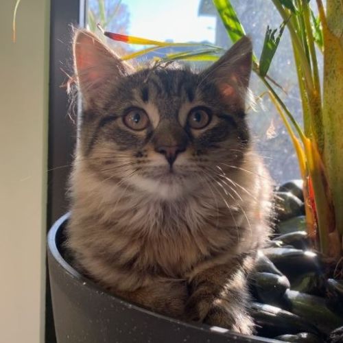 Ziggy
