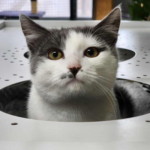 💕 Milli 6181 💕