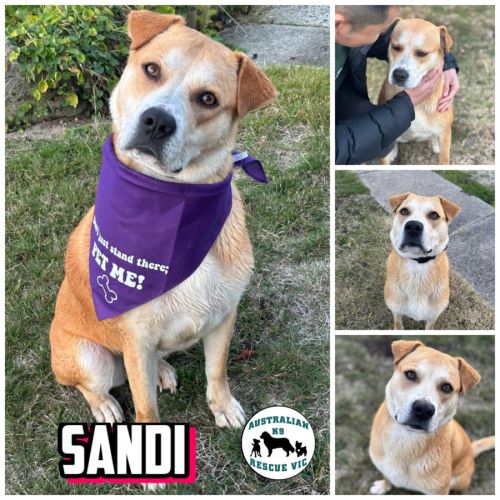 Sandi 