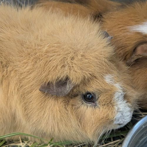 🐹 Dagget 6275 🐹