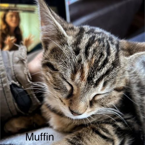 Muffin