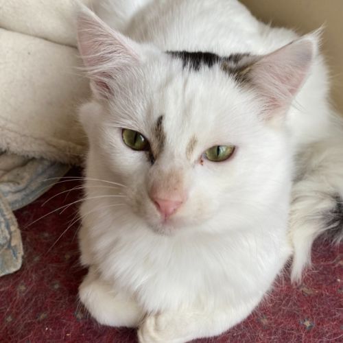 Nio - In foster care in Clayton