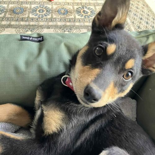 Dug 😍 Kelpie x, 12 week old, male puppy