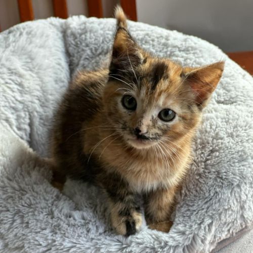 Sable * 9 Lives Project Rescue*