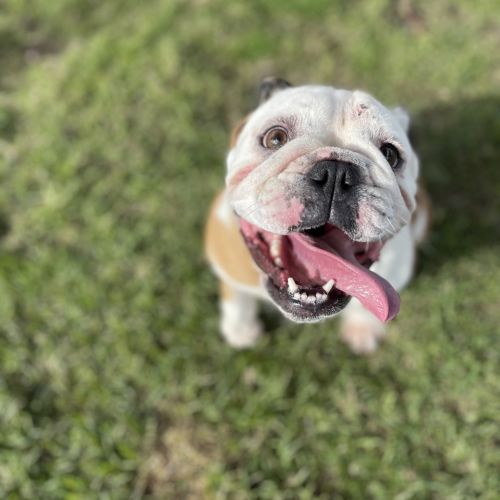 Dixie