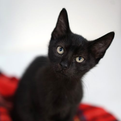 Panther