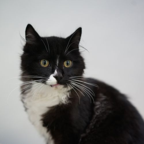 Bowie