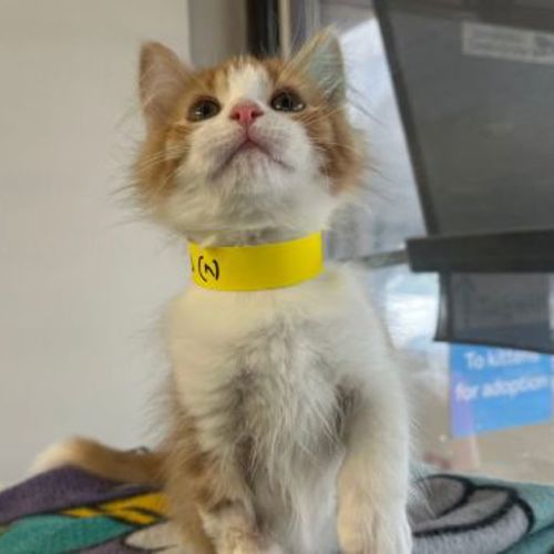 Marmalade