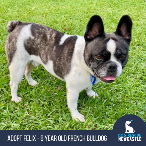 Felix - 6 Year Old French Bulldog