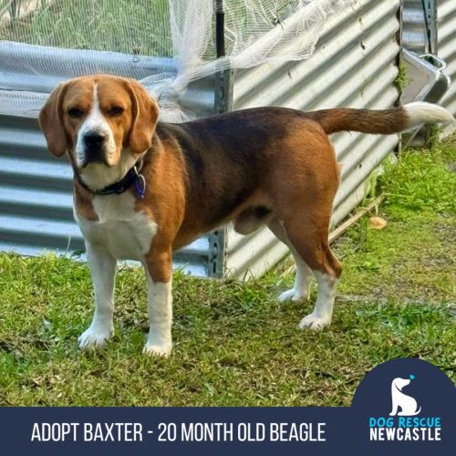Baxter - 20 Month Old Beagle