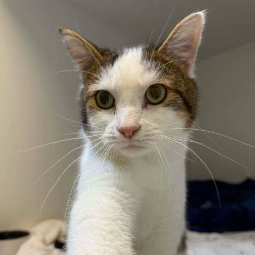 No photo for Chester   In Foster Care In Ashburton