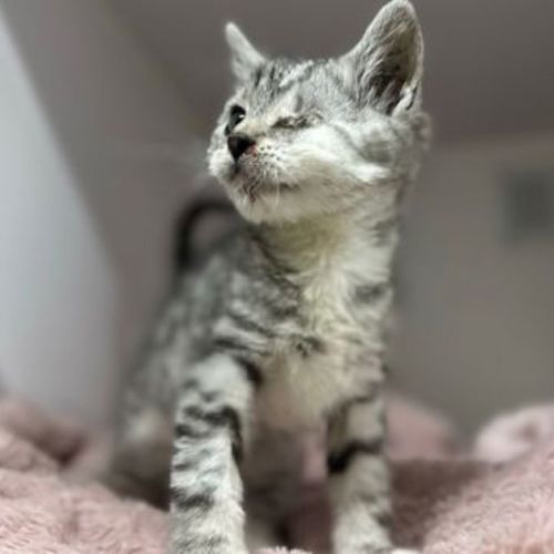 Odin
