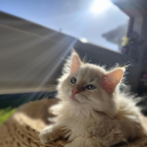 Oats meet me @petstock carrum downs store