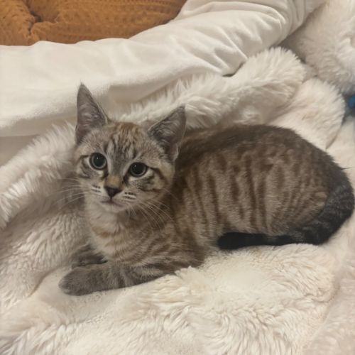 Brown bear meet me@petstock carrum downs store