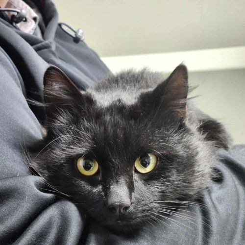 🐻 Severus 6267 🐻