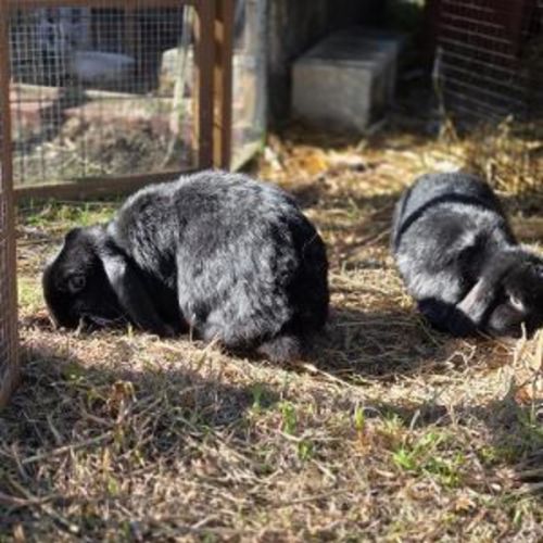 No photo for Bella & Hugo