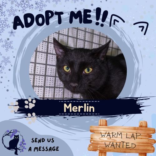 Merlin