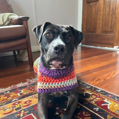 Estelle *$150 Adoption Fee*