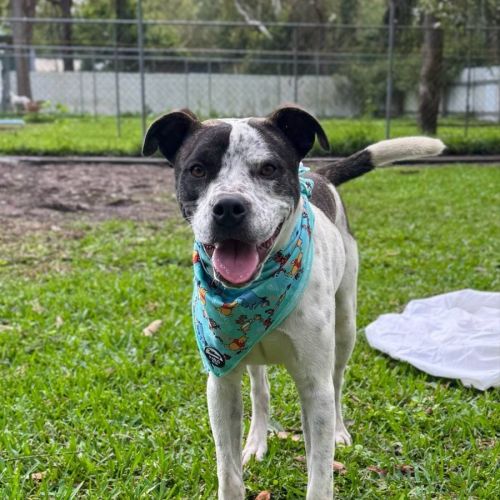 Owen *$250 Adoption Fee*