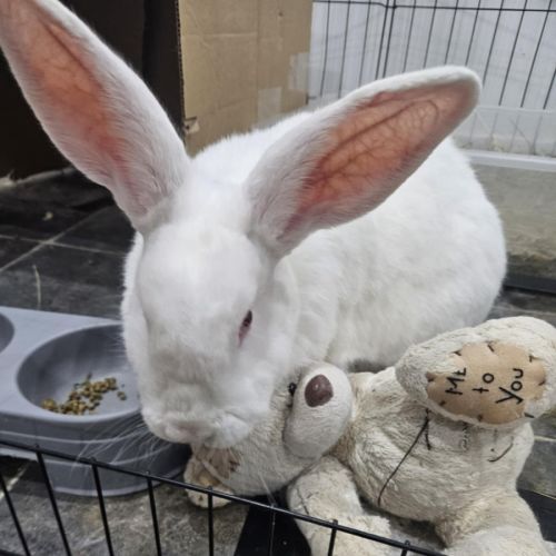 No photo for Everest 