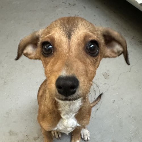 Dobby