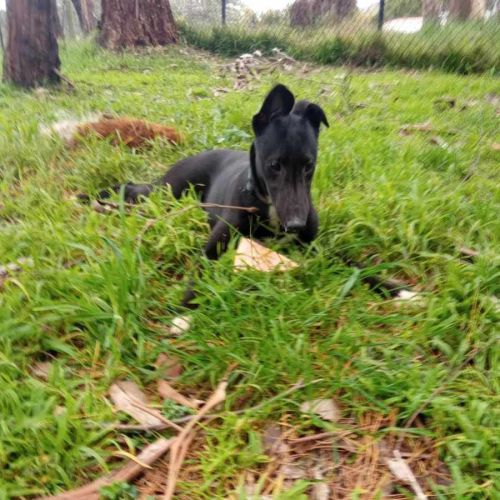 Tee. 26kg cat friendly