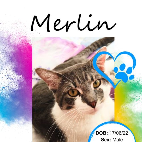 Merlin