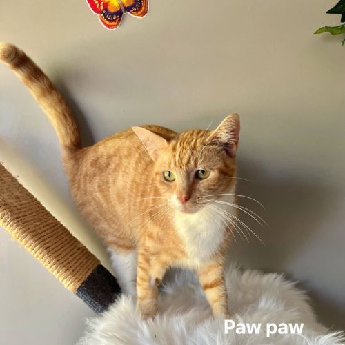 Paw Paw