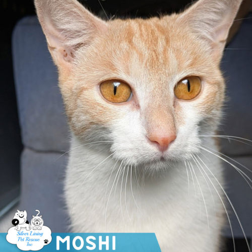 Moshi