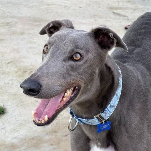 No photo for Bluey The Greyhound