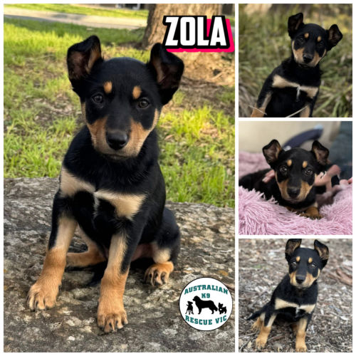 Zola 