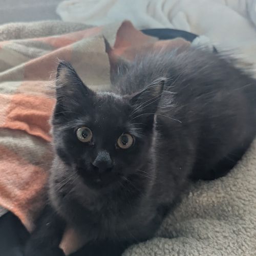 Toothless