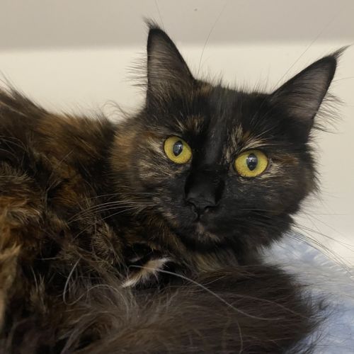 Esmeralda