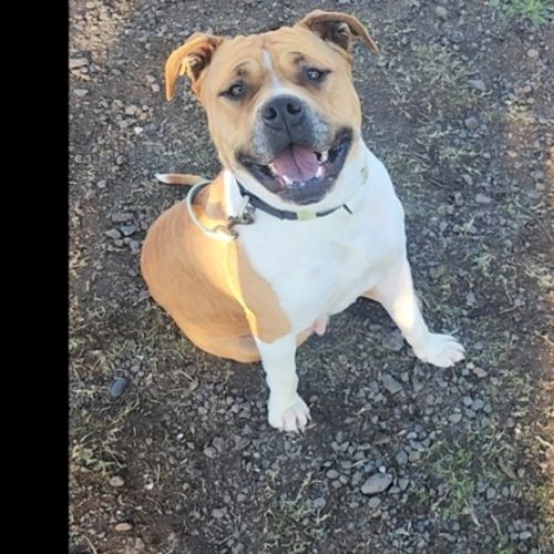 No photo for Poppy (58809)