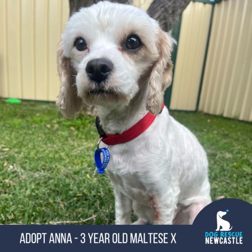 Anna - 3 Year Old Maltese X
