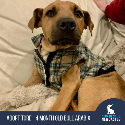 Tore - 4 Month Old Bull Arab X