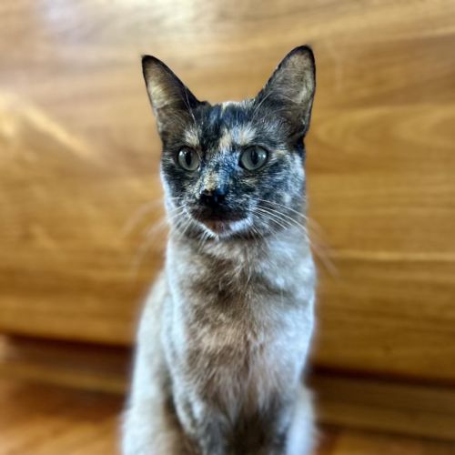 Paige - Located in Lower Plenty