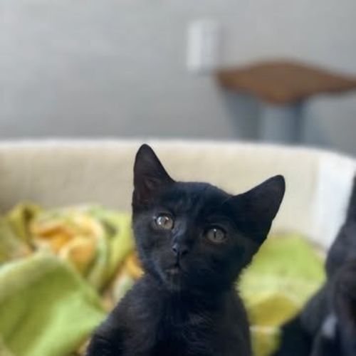 Seb