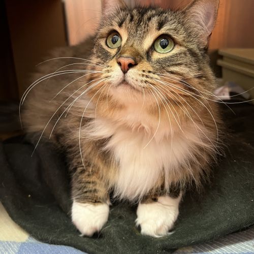 Willow