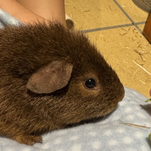 Biscuit