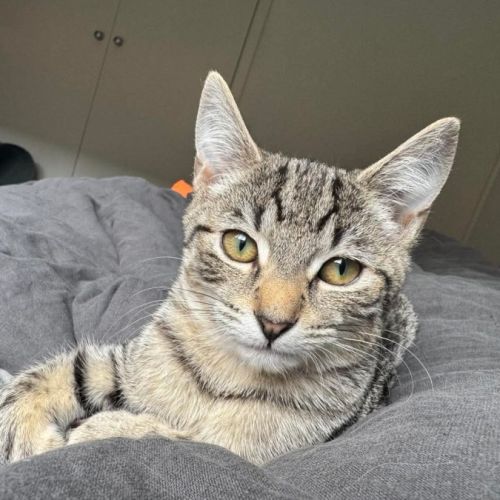 Bronwyn meet me@petstock keysborough 