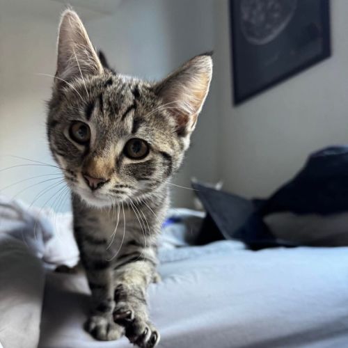 Bran Meet me@petstock keysborough 